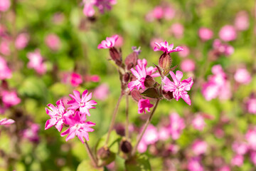 Fototapeta premium Red Campion or Silene Dioica plant in Zurich in Switzerland