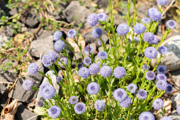 Common ball flower or Globularia Bisnagarica plant in Zurich in Switzerland