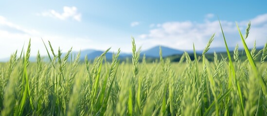 Rice growing abundantly in a field with vast copy space image.