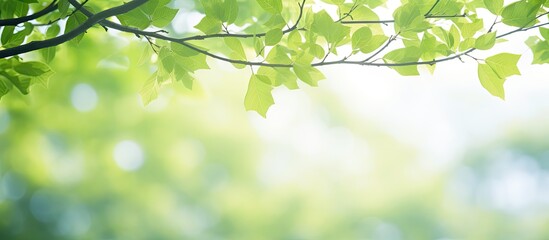 Obraz premium Selective focus on tree branches with fresh leaves in the garden, providing a tranquil copy space image.
