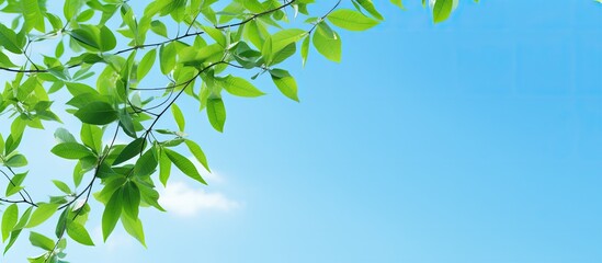 Obraz premium Copy space image of green leaves against a blue sky on the left side.