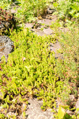 Tasteless stonecrop or Sedum Sexangulare plant in Zurich in Switzerland