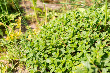 Common rock rose or Helianthemum Nummularium plant in Zurich in Switzerland