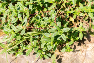Common rock rose or Helianthemum Nummularium plant in Zurich in Switzerland