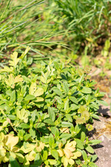 Common rock rose or Helianthemum Nummularium plant in Zurich in Switzerland