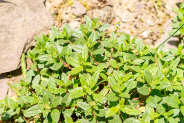Common rock rose or Helianthemum Nummularium plant in Zurich in Switzerland