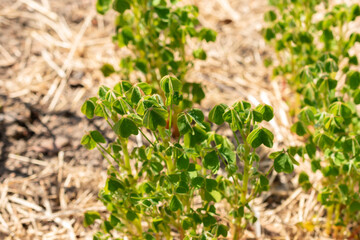 Oxalis Tuberosa plant in Zurich in Switzerland