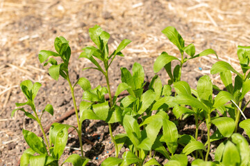 Safflower or Carthamus Tinctorius plant in Zurich in Switzerland