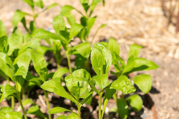 Safflower or Carthamus Tinctorius plant in Zurich in Switzerland