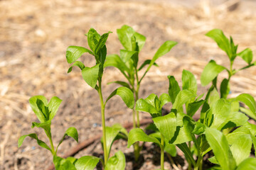 Safflower or Carthamus Tinctorius plant in Zurich in Switzerland