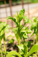 Safflower or Carthamus Tinctorius plant in Zurich in Switzerland