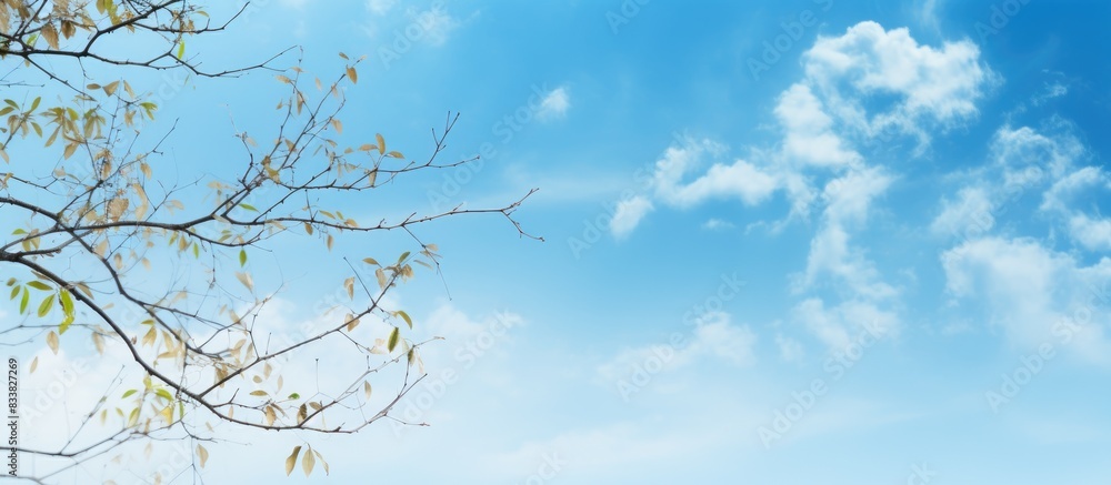 Poster blue sky backdrop featuring abstract natural elements and copy space image.