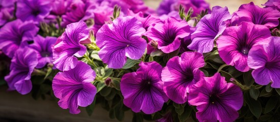 Vivid purple petunias in full bloom enhance spring flowerbeds with their beauty, creating an appealing copy space image.
