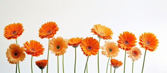 Gorgeous orange gerbera flower set against a white backdrop with copy space image.