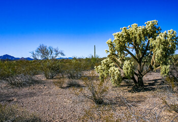 Teddy-bear cholla (Cylindropuntia bigelovii) - desert landscape, large thickets of prickly pear...