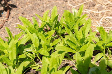 Wild flax or Camelina Sativa plant in Zurich in Switzerland