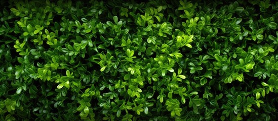 Boxwood branches create a wallpaper with a boxwood tree showcasing a copy space image.