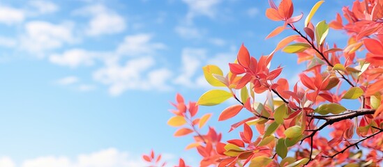 Nature background featuring colorful leaves of Syzygium paniculatum with a blue sky backdrop, providing visual copy space image.