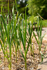 Garlic or Allium Sativum plant in Zurich in Switzerland