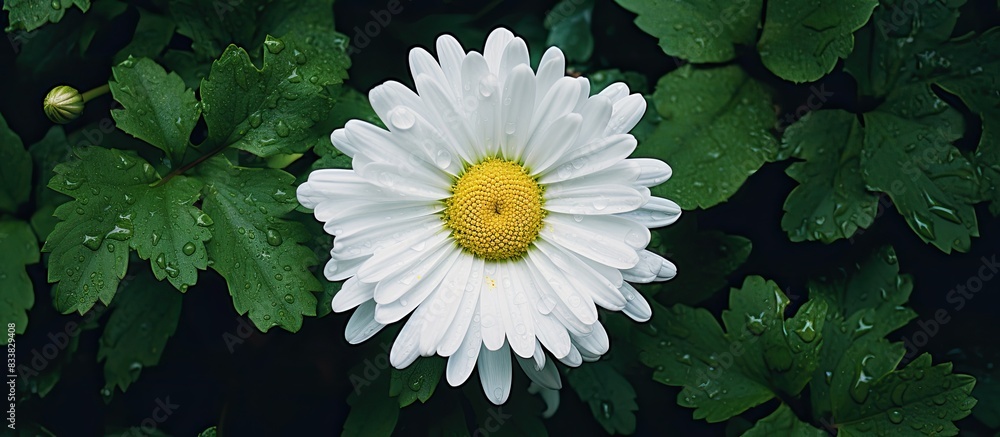 Poster A white daisy bloom against a backdrop of greenery, with space for including images. with copy space image. Place for adding text or design