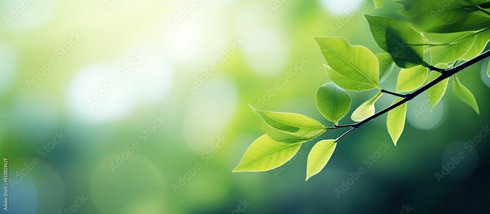 Leinwandbilder abstract green leaf with defocused blur creates a colorful background for a copy space image.