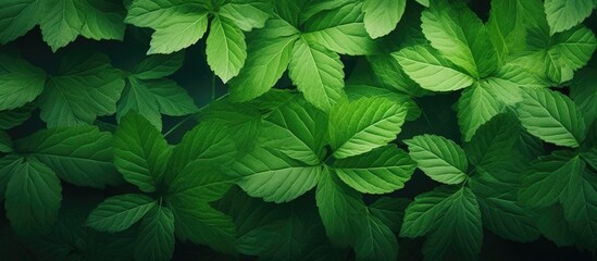 Browse through a selection of green leaf wallpapers and backgrounds with a spacious area for adding your own content - a copy space image.