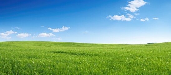 Field of lush green grass with a clear blue sky in the background, perfect for a copy space image.