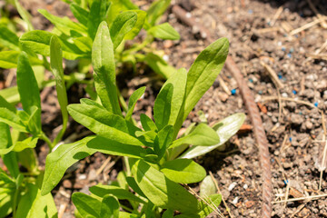 Wild flax or Camelina Sativa plant in Zurich in Switzerland