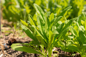 Wild flax or Camelina Sativa plant in Zurich in Switzerland