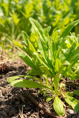Wild flax or Camelina Sativa plant in Zurich in Switzerland