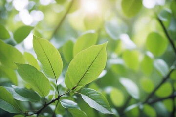 green leaves background