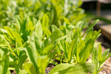 Wild flax or Camelina Sativa plant in Zurich in Switzerland