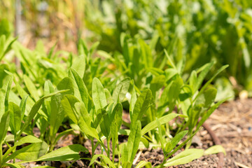 Wild flax or Camelina Sativa plant in Zurich in Switzerland