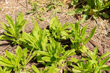 Wild flax or Camelina Sativa plant in Zurich in Switzerland