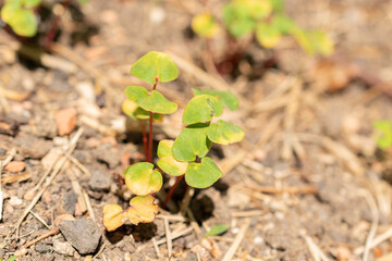 Common buckwheat or Fagopyrum Esculentum plant in Zurich in Switzerland