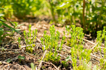 Common flax or Linum Usitatissimum plant in Zurich in Switzerland