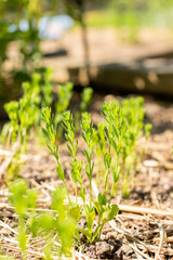 Common flax or Linum Usitatissimum plant in Zurich in Switzerland