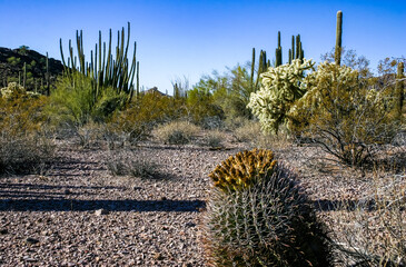 Ferocactus wislizeni (Fishhook Barrel Cactus) - flowering plant with ripening fruits and seeds in...