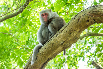 A Formosan rock macaque sitting on a tree in the Chaishan Nature Park, Kaohsiung, Taiwan.