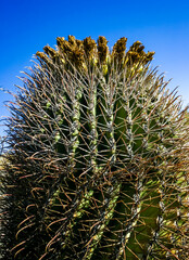 Ferocactus wislizeni (Fishhook Barrel Cactus) - flowering plant with ripening fruits and seeds in...