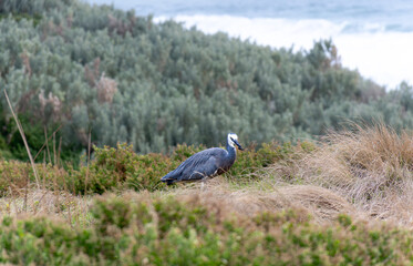 White faces heron eating a bug