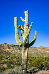Carnegiea gigantea - giant cactus against a blue sky in the rock desert in Organ Pipe National...