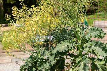 Wild cabbage or Brassica Oleracea plant in Zurich in Switzerland