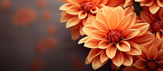 Vibrant orange petals on a flower with copy space image.