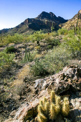 Desert landscape with cacti, Stenocereus thurberi, Carnegiea gigantea and other succulents and...
