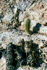 Young cactus plant Carnegiea gigantea in Organ Pipe NP, Arizona