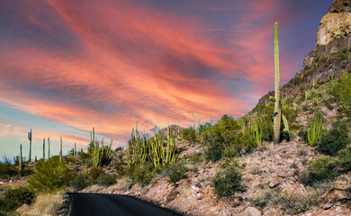 Desert landscape with cacti (Stenocereus thurberi, Carnegiea gigantea) and other succulents in...