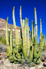 Desert landscape with cacti, Stenocereus thurberi, Carnegiea gigantea and other succulents and...