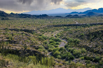 Desert landscape with cacti (Stenocereus thurberi, Carnegiea gigantea) and other succulents in...