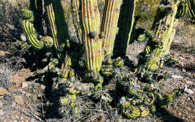 Сacti Stenocereus thurberi in Organ Pipe National Park, Arizona